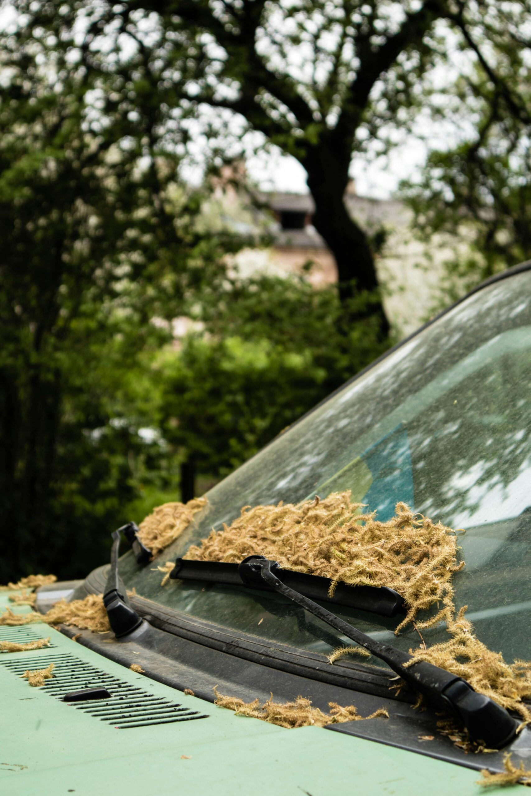 Windshield of an old car covered with dried leaves outdoors, capturing a natural autumn scene.